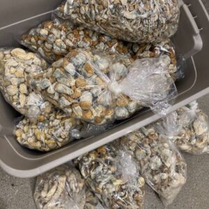 Alternative view of Mushroom